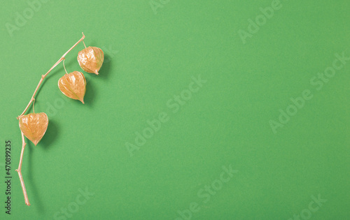 golden painted physalis on green background