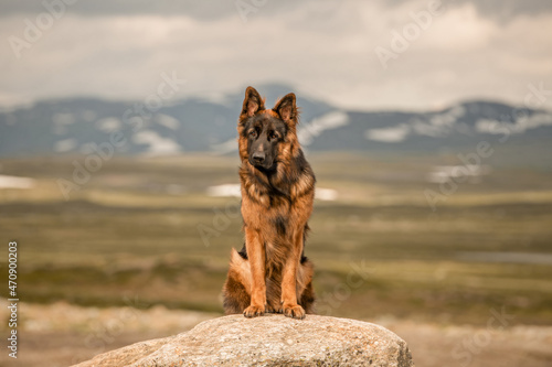 Deutscher Schäferhund imposant vor Bergkulisse German Shepherd Dog 