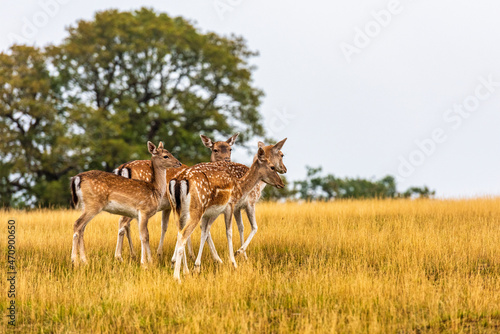 Deer in Knole Park near Sevenoaks in Kent  England