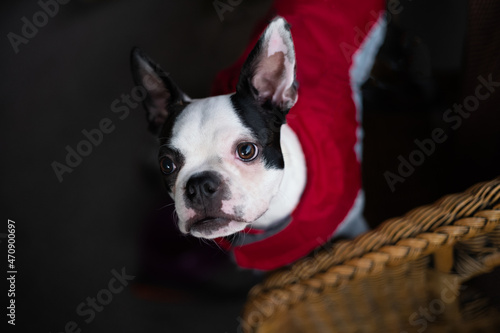 White faced Boston Terrier puppy standing on a wicker chair wearing a red coat looking up at the camera, lit by late afternoon window light. © Christine Bird