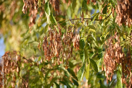 Fraxinus griffithii fruits. Oleaceae semievergreen tree. Dioecious, with flowering season from June to July and many samaras scattered by the wind in autumn.  photo