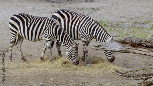 zebras walking and eating hay
