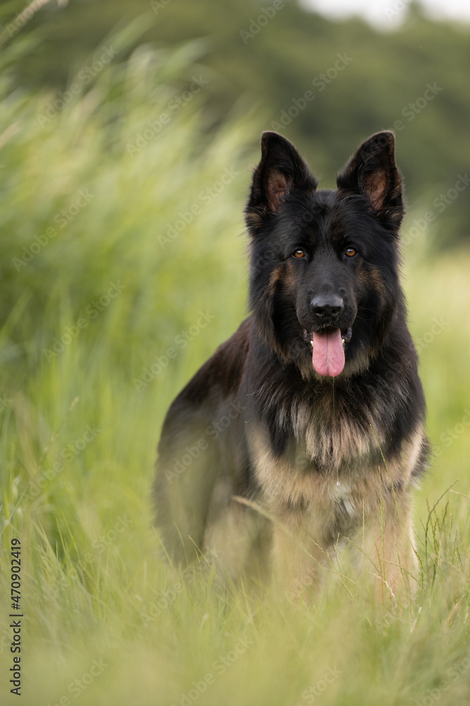Deutscher Schäferhund Altdeutscher Schäferhund DSH Deutscher Schäferhund Altdeutscher Schäferhund DSH