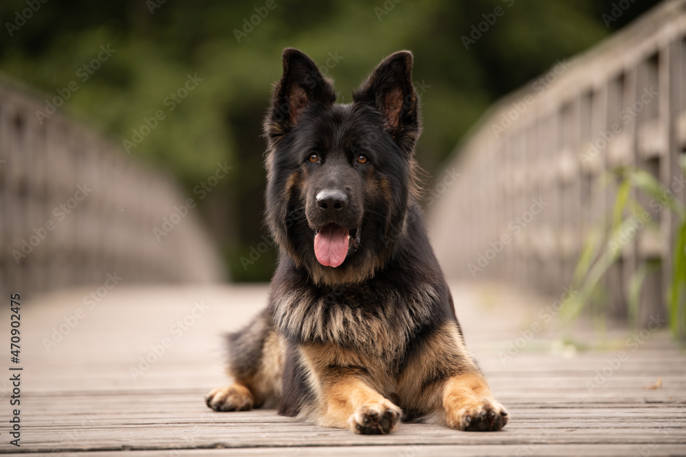Deutscher Schäferhund Altdeutscher Schäferhund DSH Deutscher Schäferhund Altdeutscher Schäferhund DSH