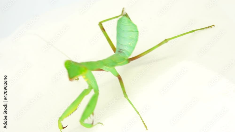 4K praying mantis dansing on a white background mantis, insect, bug, praying mantis, animal, nature, praying, macro, predator, closeup, wildlife, wild, white background, mantis religiosa, eyes 4K praying mantis dansing on a white background mantis, insect, bug, praying mantis, animal, nature, praying, macro, predator, closeup, wildlife, wild, white background, mantis religiosa, eyes
