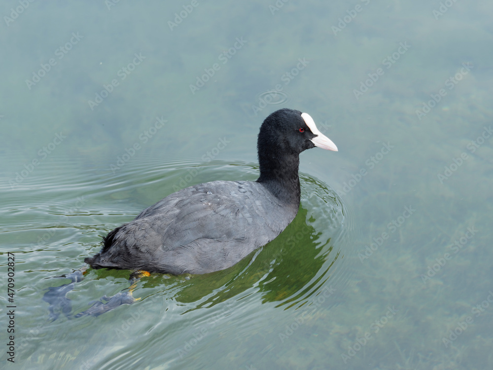 Fulica atra - Foulque macroule, corps arrondi, bec sous plaque frontale ou écusson blanc, plumage gris-noir nageant dans un plan d'eau Fulica atra - Foulque macroule, corps arrondi, bec sous plaque frontale ou écusson blanc, plumage gris-noir nageant dans un plan d'eau