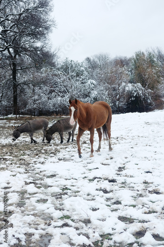 Horse with mini donkeys in Texas snow during winter season.