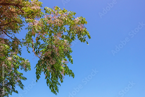 Spring. Leaves and flowers of Chinaberry tree ( Melia azedarach ) against blue sky. Free space for text photo