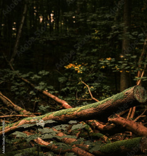 Fallen tree in the woods full of moss. Concept of peaceful forest destruction