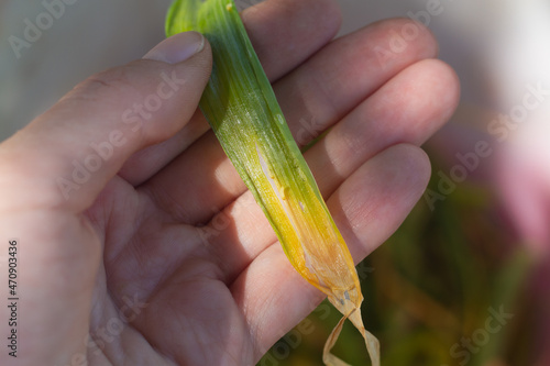 Yellowed onion leaves affected by the pest onion fly