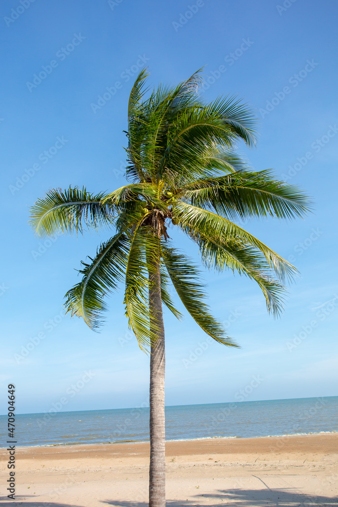 Two palm trees grow on empty sandy beach