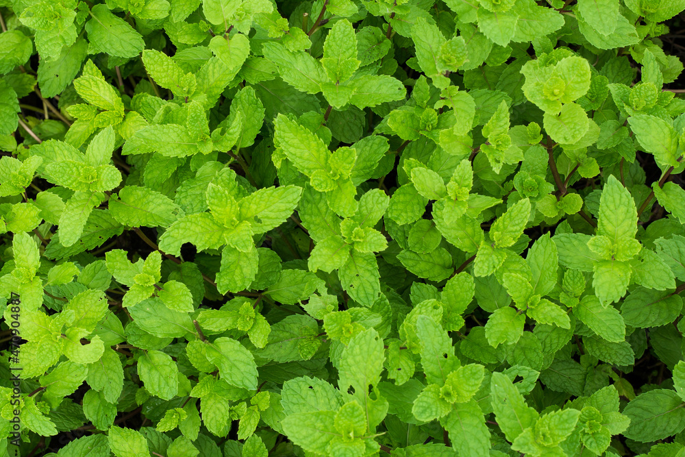 Fresh green mint plants in growth at field Fresh green mint plants in growth at field