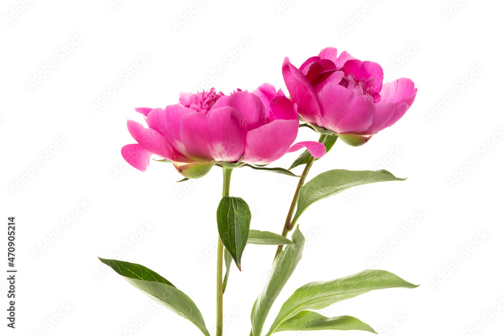 Two pink peonies isolated on white background. Floral card design
