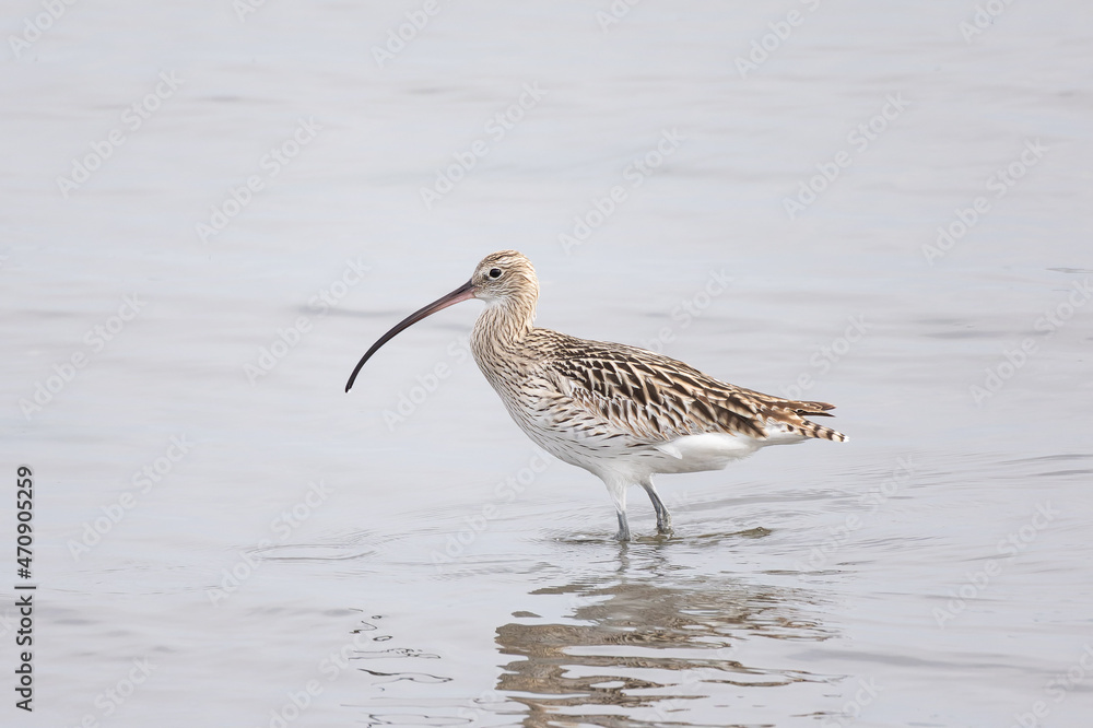 Obraz premium 長く曲がった嘴を持つ鴫