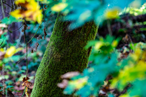moss growing on an oak tree stomp