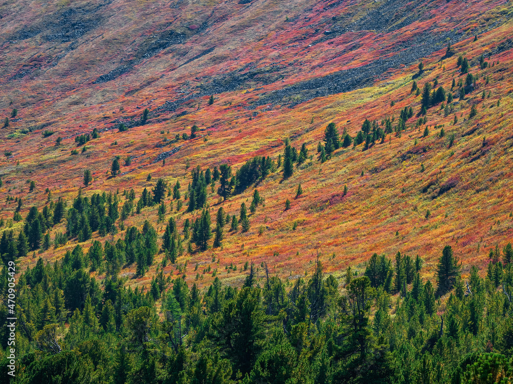 Red autumn mountain slope with coniferous forest.