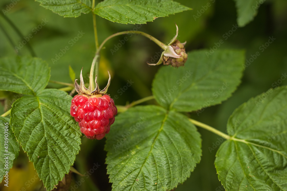 Organic ripe red raspberries on the bush. Close-up. DOF Organic ripe red raspberries on the bush. Close-up. DOF