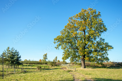 Photos Summertime tree in the English countryside.