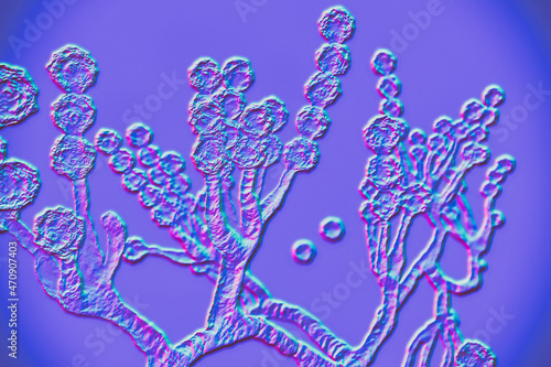 Microscopic fungi Scopulariopsis brevicaulis, 3D illustration photo