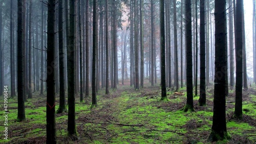 Fototapeta Naklejka Na Ścianę i Meble -  A photo of trees in a wood