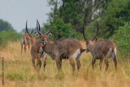 Waterbuck - Kobus ellipsiprymnus   large antelope from African savanna  Lake Mburo National Park  Uganda.