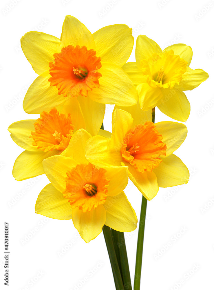 Bouquet of yellow daffodils flowers isolated on white background. Flat lay, top view