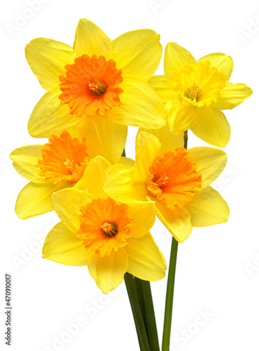 Fototapeta Naklejka Na Ścianę i Meble -  Bouquet of yellow daffodils flowers isolated on white background. Flat lay, top view