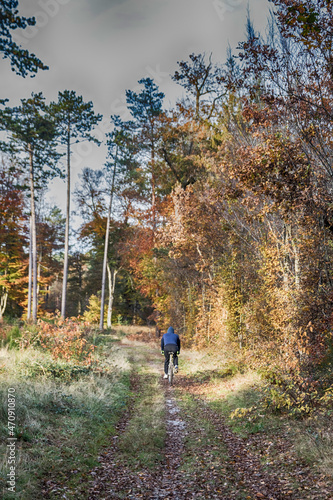 autumn in the forest © jeanluc