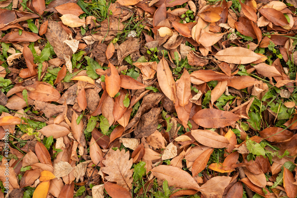 autumn orange leaves on the grass outdoors