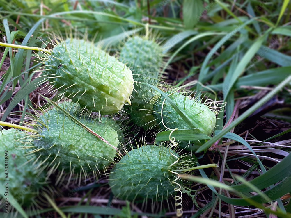A Group Of Wild Cucumbers(Echinocystis lobata) On The Grass