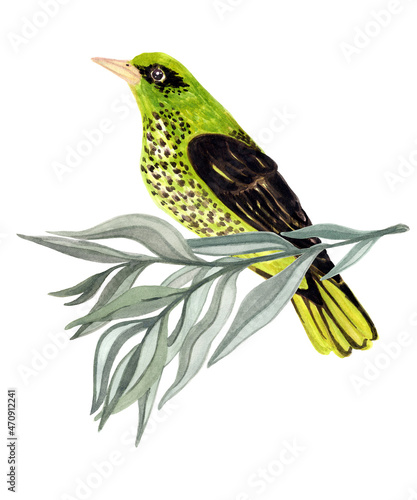 Εκτύπωση καμβά Watercolor oriole on a branch