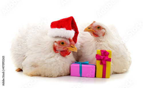 Two chickens in Christmas hat with gifts.