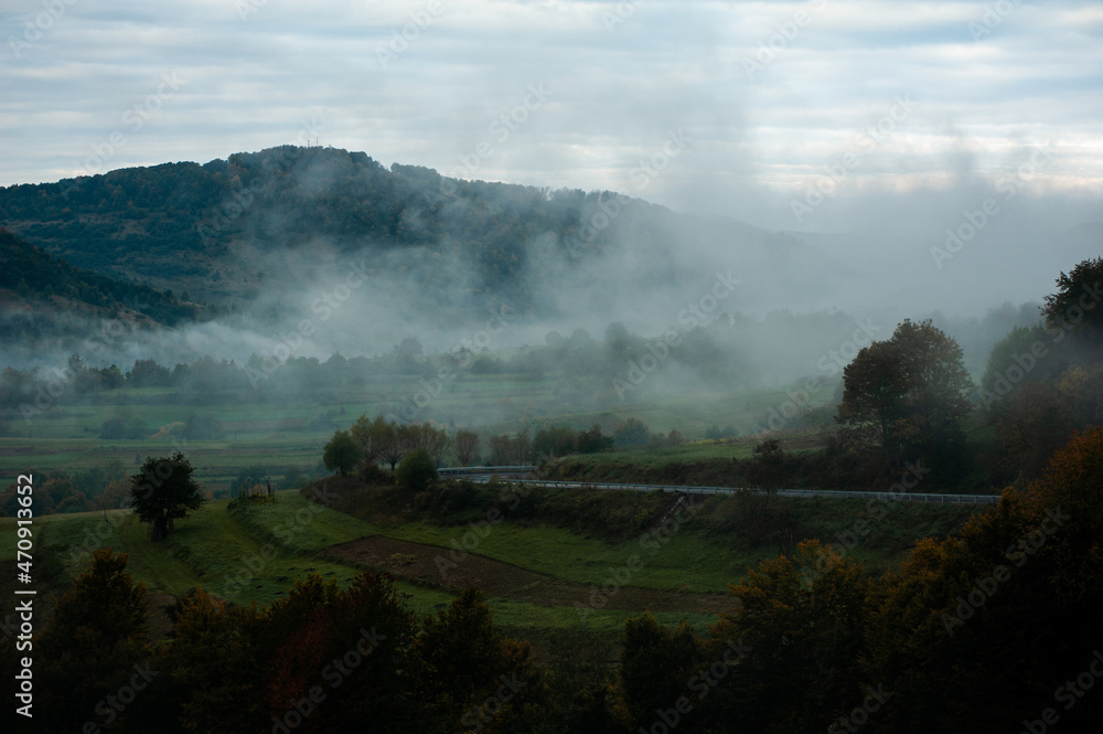 Forest in the foggy mountain