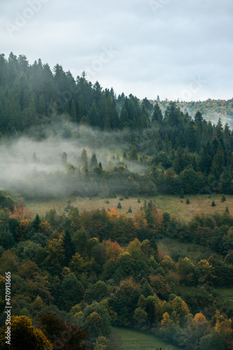 Coniferous forest in the foggy mountain