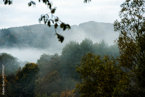 Coniferous forest in the foggy mountain © alipko