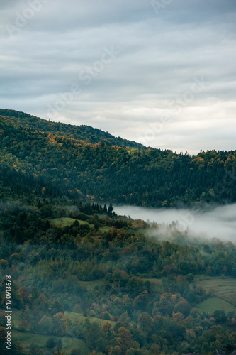 Fototapeta Naklejka Na Ścianę i Meble -  Misty coniferous forest in the mountains