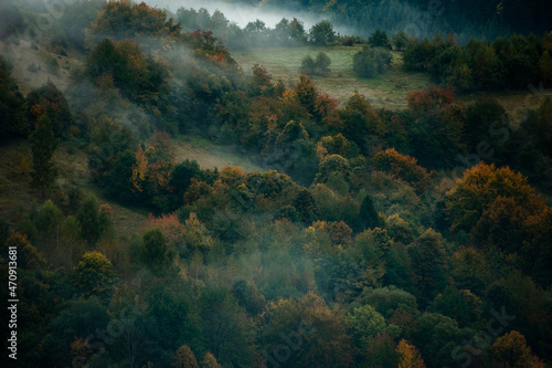 Misty coniferous forest in the mountains