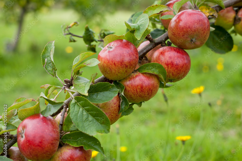 Apple tree Clydeside - beautiful small red apples on the tree in the fruit orchard. Apple tree Clydeside - beautiful small red apples on the tree in the fruit orchard.