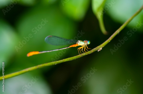 An orange dart resting on small twig in a dense jungle inside Agumbe