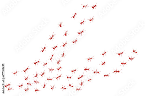 Black ants paving the way to their goal. A colony of worker ants.