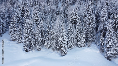 bosco foresta inverno abeti larici  © franzdell