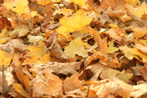 yellow fallen autumn leaves as a background