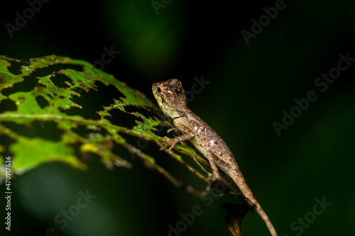 A small lizard resting on a leaf of a branch in the dense jungles of Agumbe, Karnataka