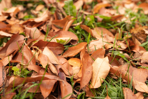 autumn orange leaves on the grass outdoors