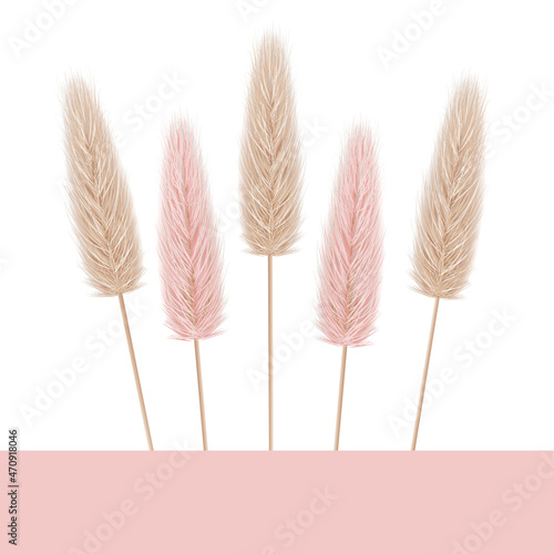 Pampas grass. Natural and pink colours. White background. Vector illustration.