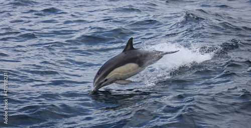 dolphin in the water