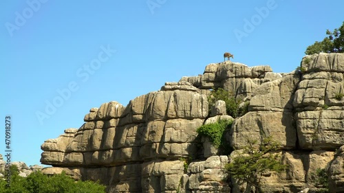 View of wild mountain goat on the rocky environment. Iberian Ibex resting on the rocks. Spanish Capra pyrenaica at Torcal Antequera, Nature Park in Andalusia.-Dan