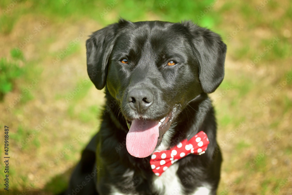 Black labrador retriever greyhound mix dog sitting outside watching waiting alert looking happy excited while panting smiling and staring at camera