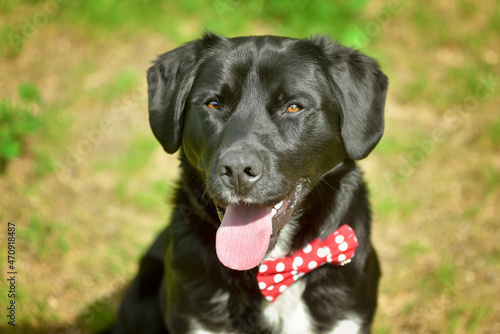 Wallpaper Mural Black labrador retriever greyhound mix dog sitting outside watching waiting alert looking happy excited while panting smiling and staring at camera Torontodigital.ca