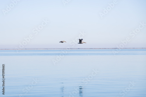 Photography Two pelican flying over the ocean